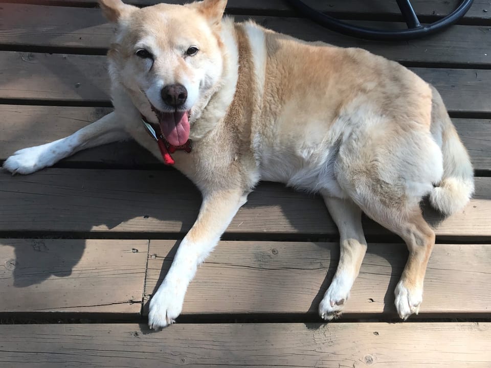 We're dog friendly!
