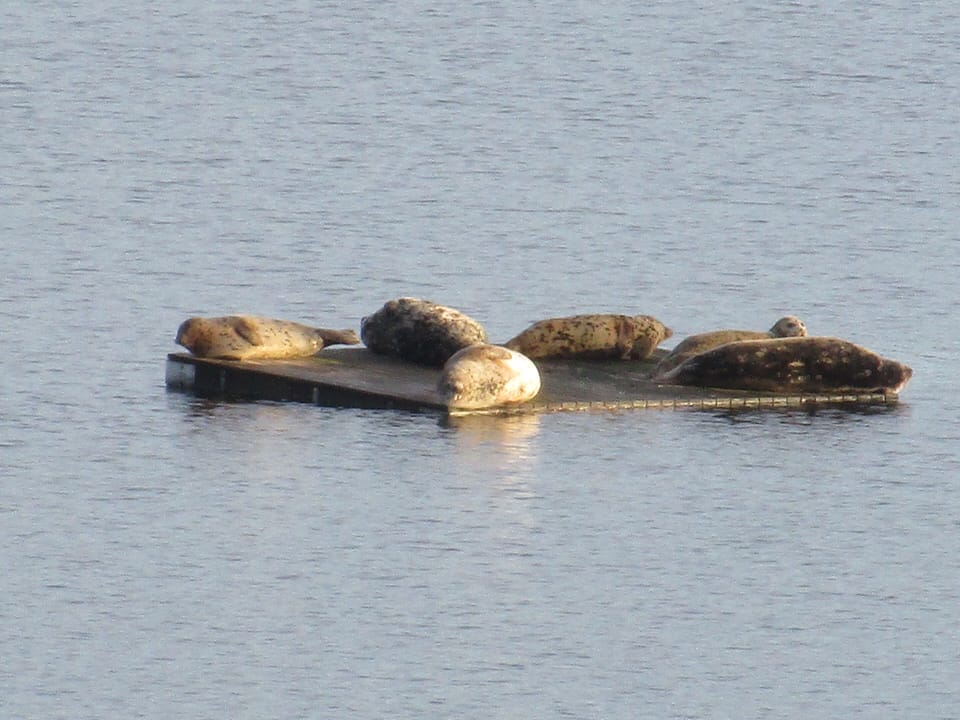 Some mornings you may catch a view of seals or otters laying on the swim rafts