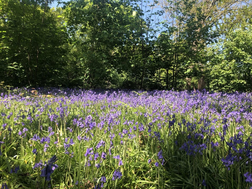 Lavender woods in-between Milford and Lymington