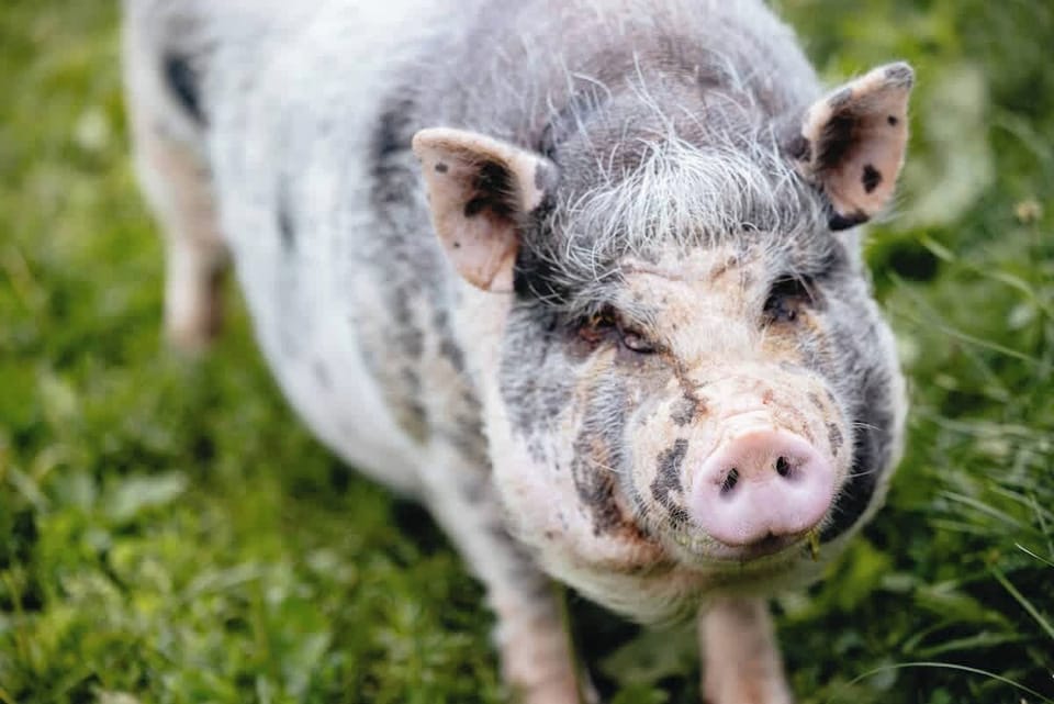 [Farm, Animals] Don’t forget Daisy! She's the real boss of the farm!