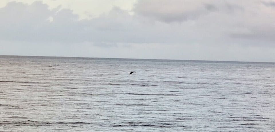 Dolphins playing right in front of the house 