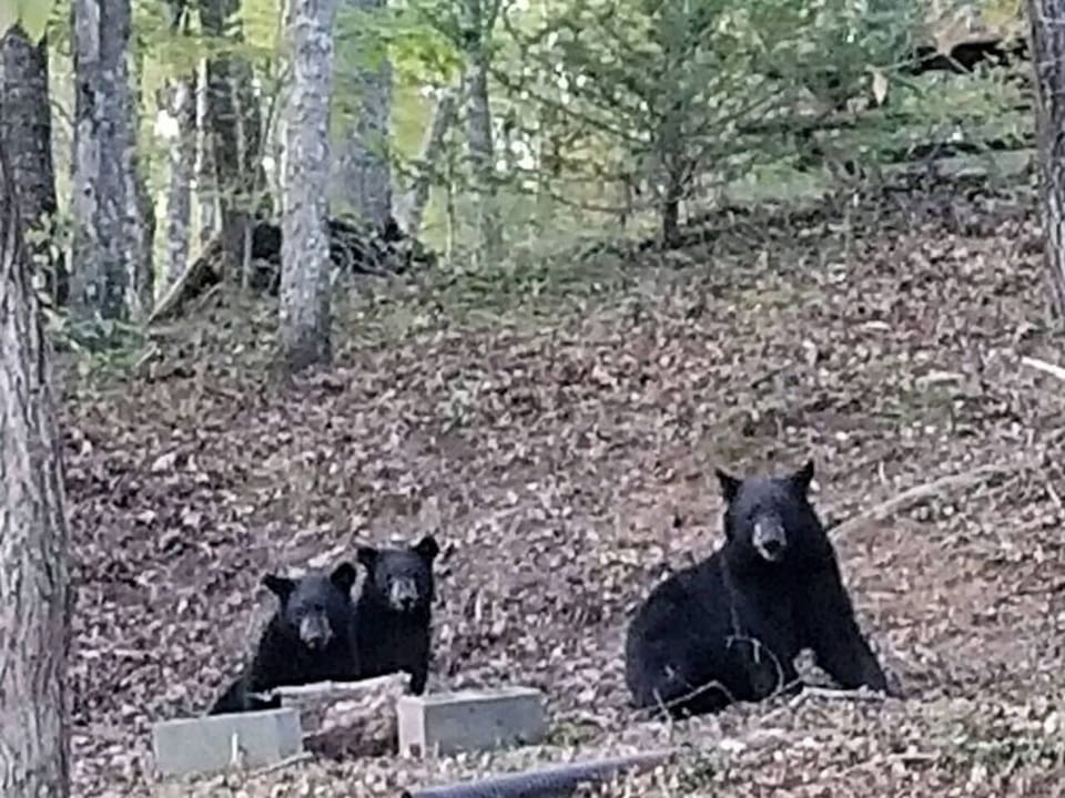 If you're lucky, you might see some of the black bears that the Smoky Mountains are famous for!