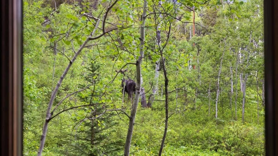 WIldlife outside the livingroom window