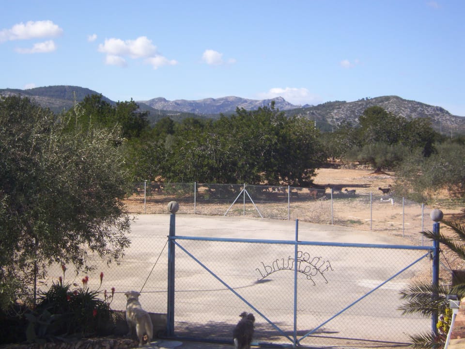 the dogs watching sheep from our front gate