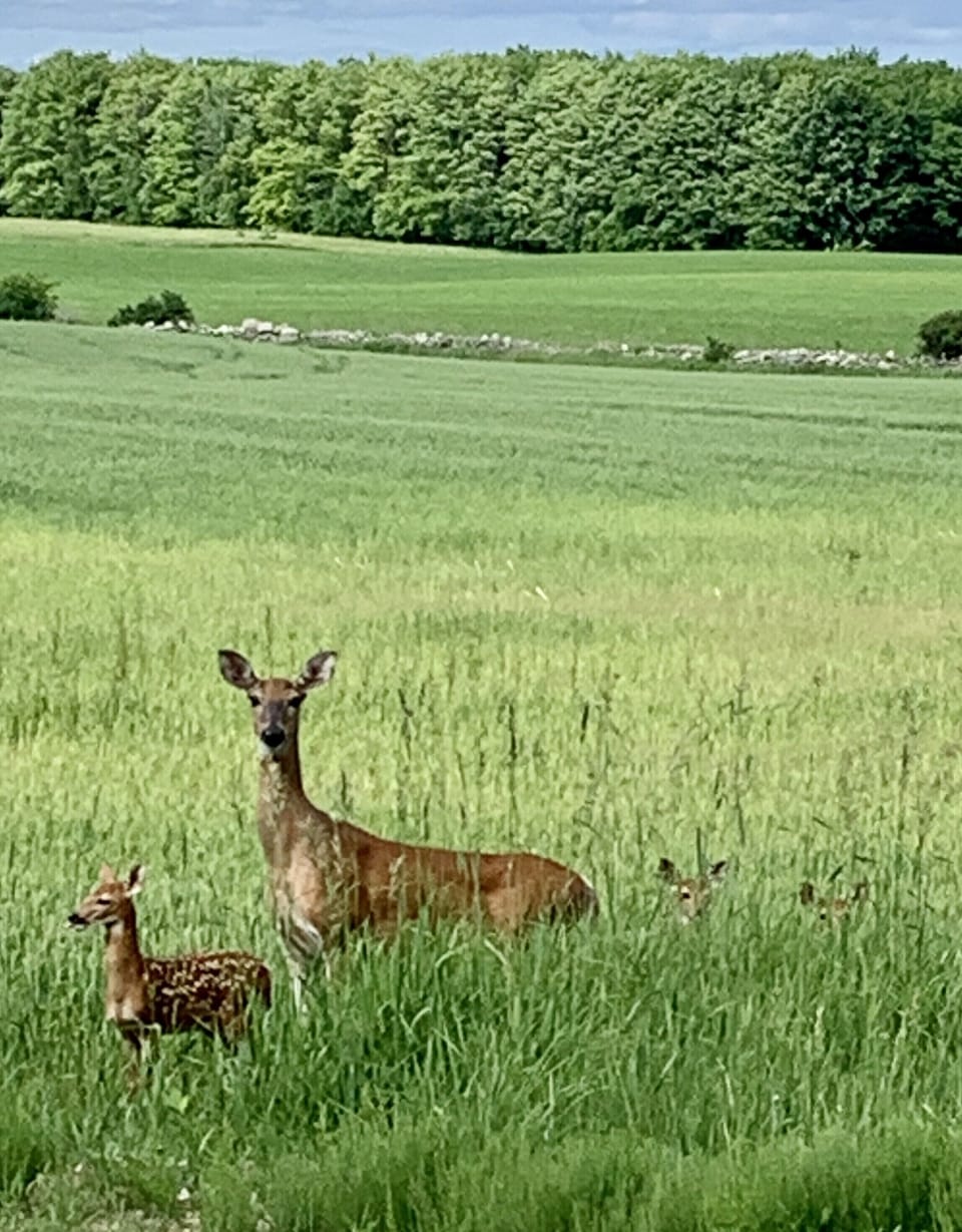 Mom and 3 fawns spotted on side of the road.