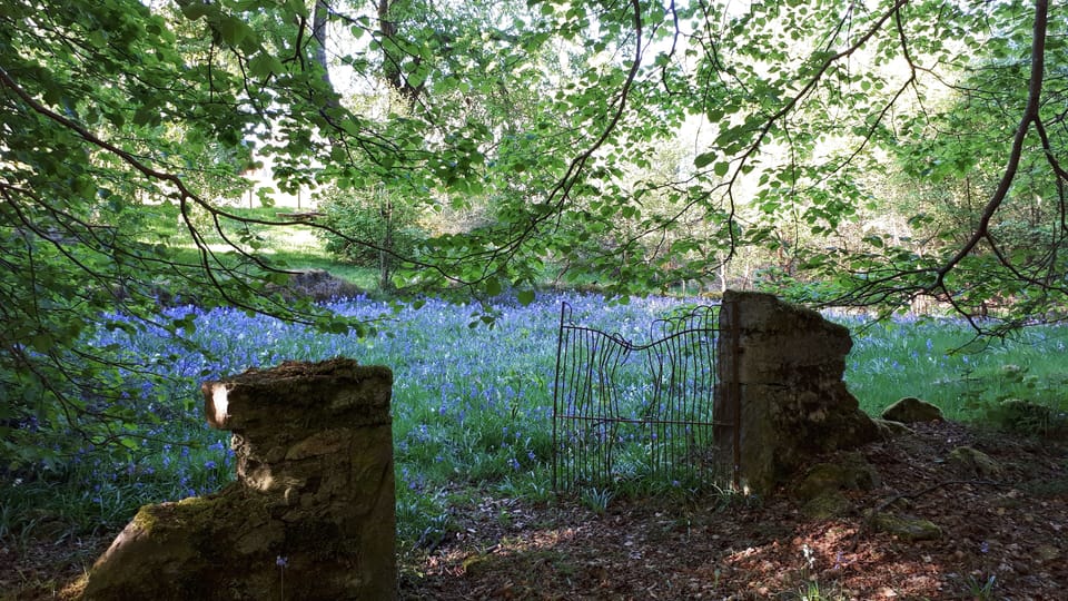 Bluebells in the old graveyard in the convent woods.