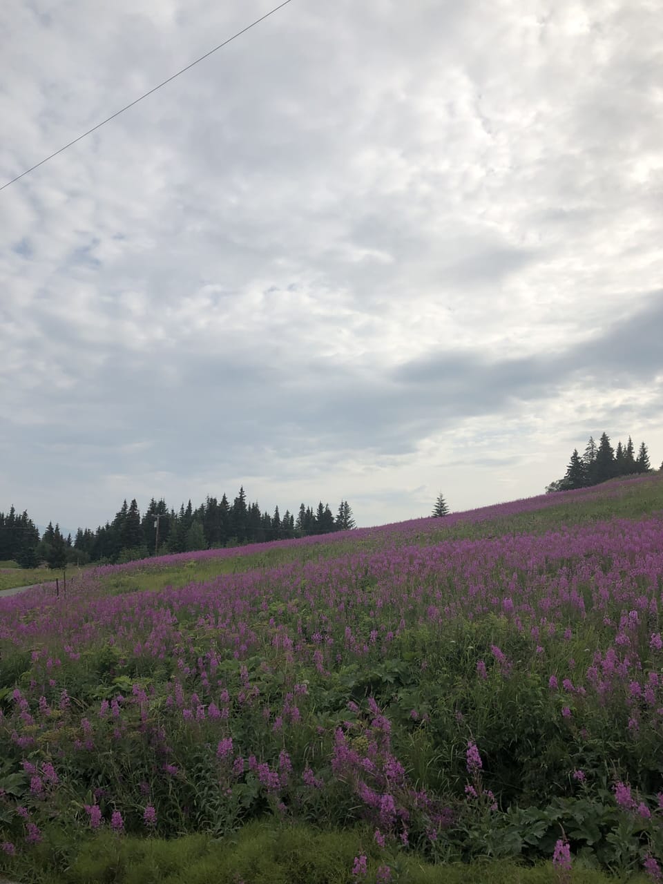 View of Fireweed covered hillside from front yard.