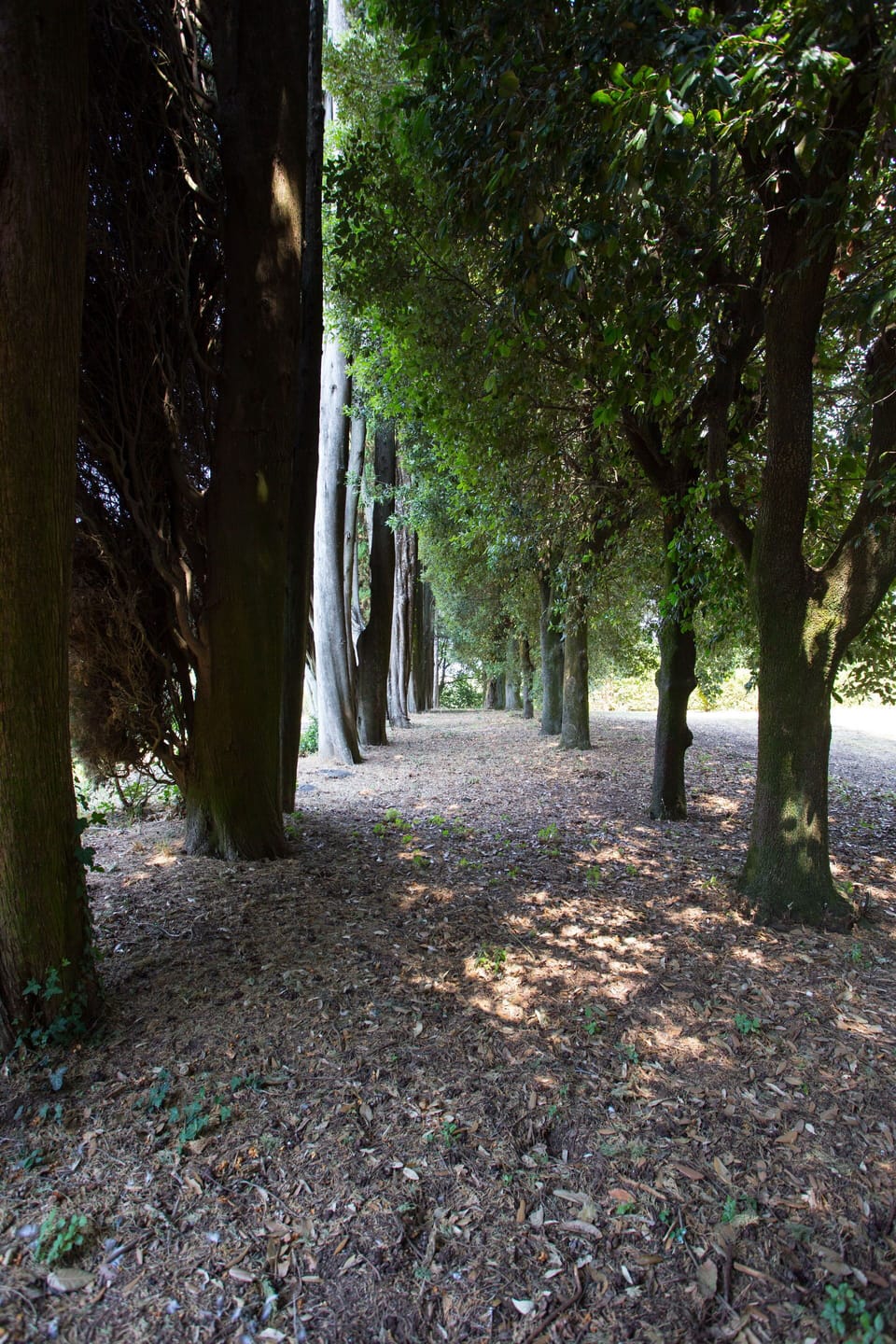 Tree, Nature, Woodland, Vegetation, Natural Environment, Leaf, Forest, Green, Nature Reserve, Grove