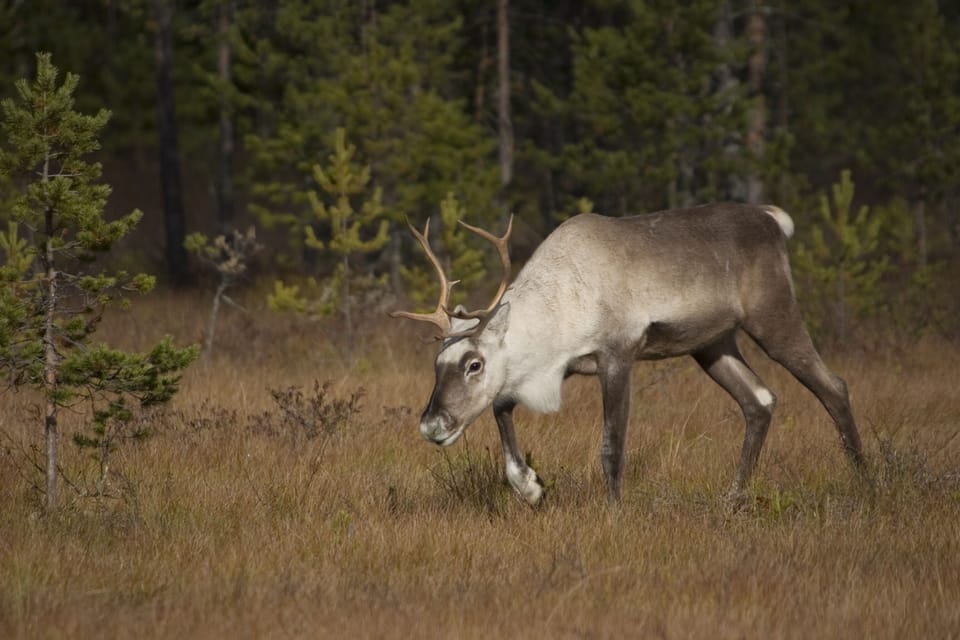 Game viewing