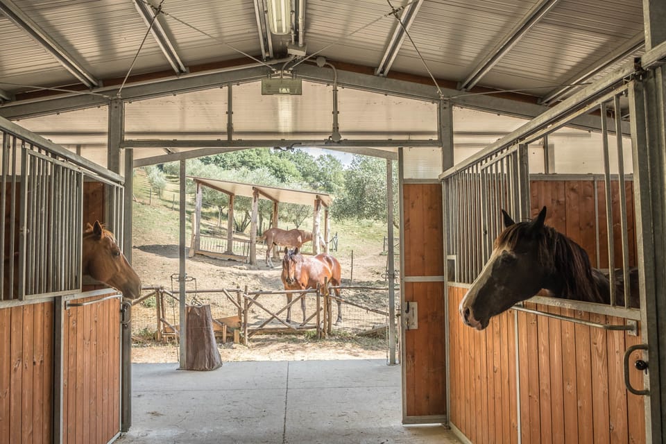 Horseback riding