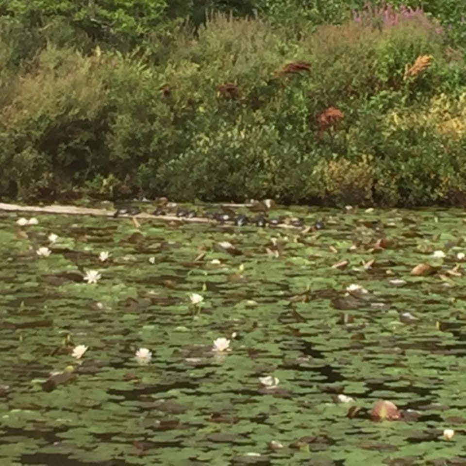 Pond