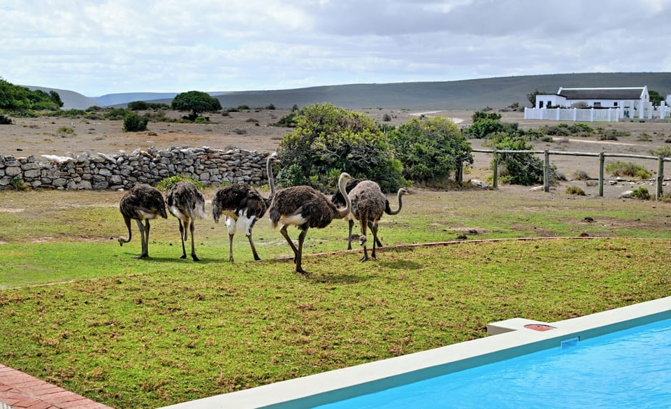 Game viewing