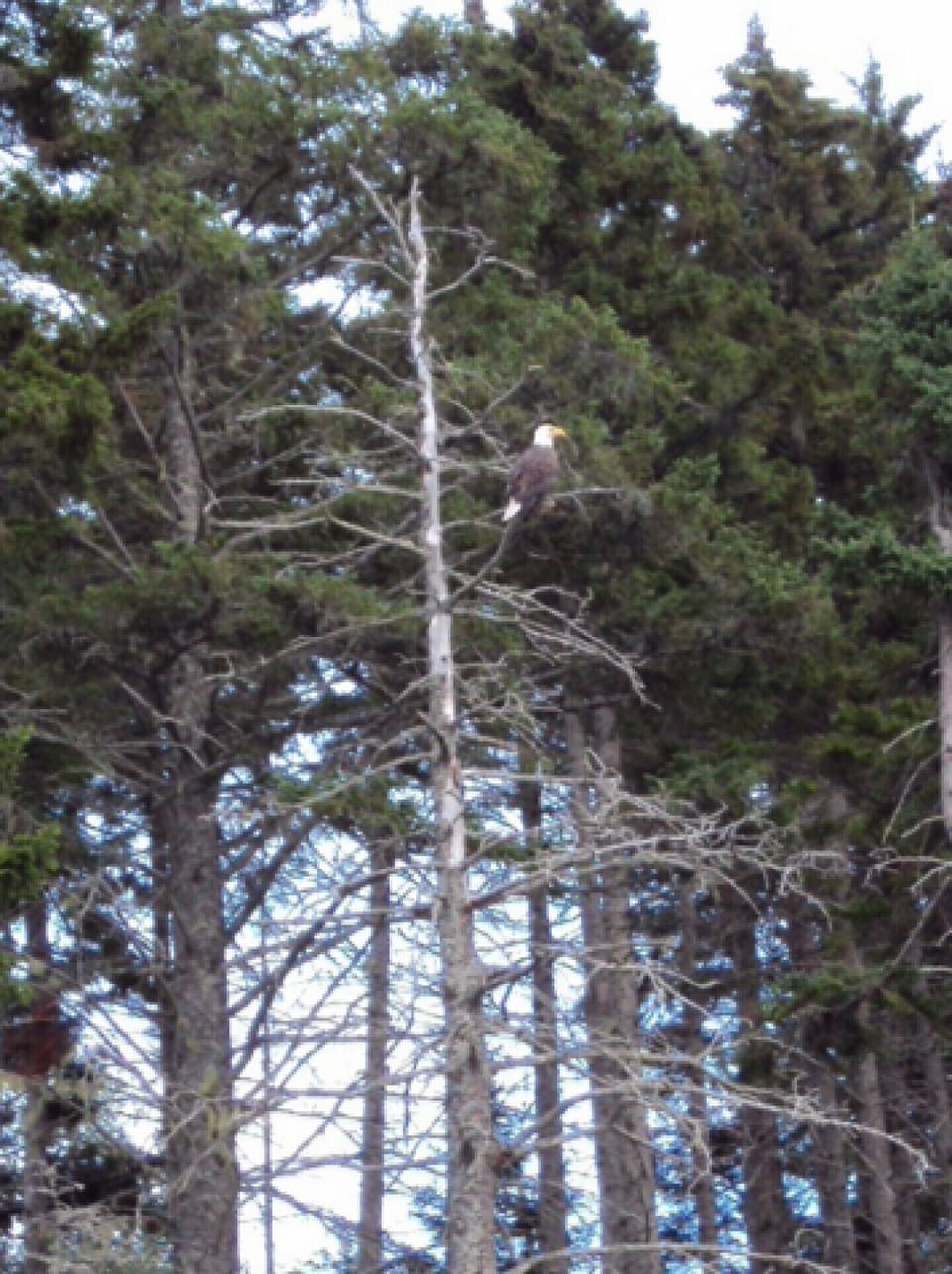 EAGLES NEST ON THE PROPERTY