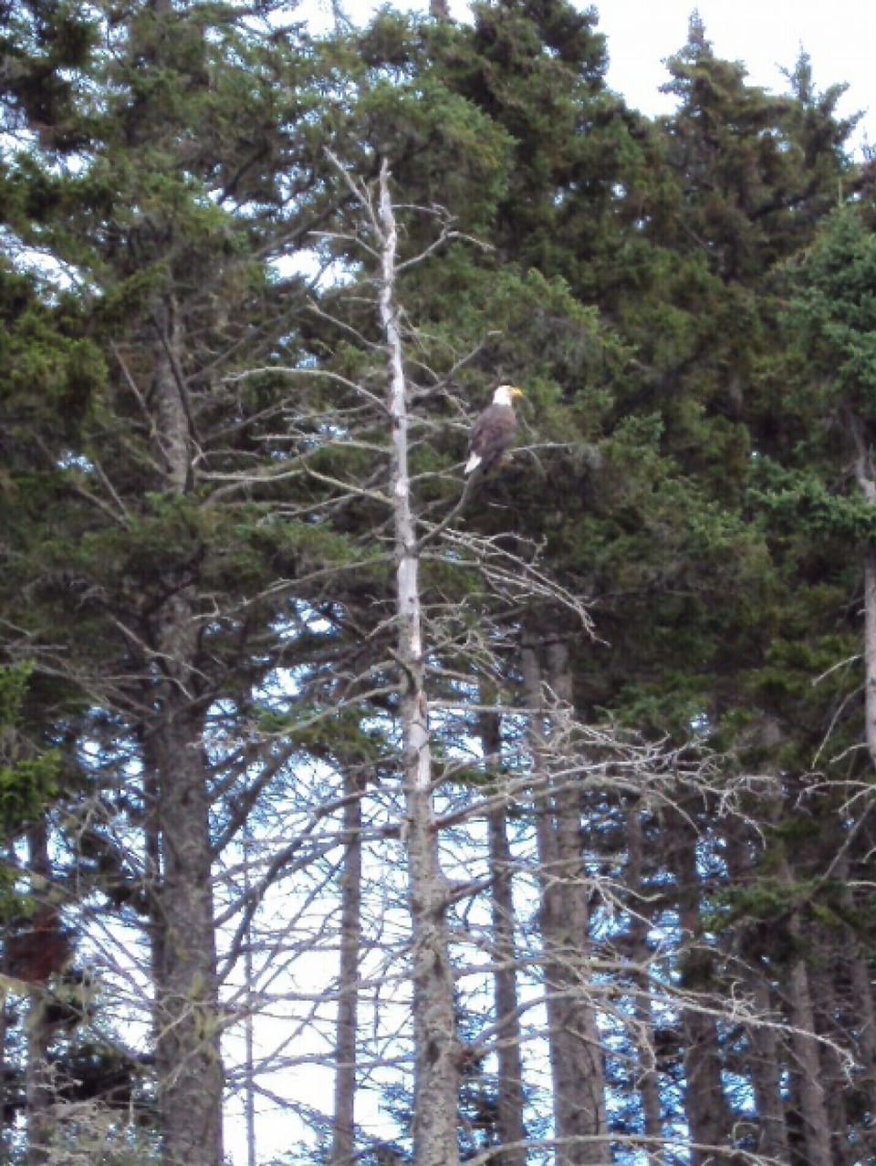 BALD EAGLE IN TREE