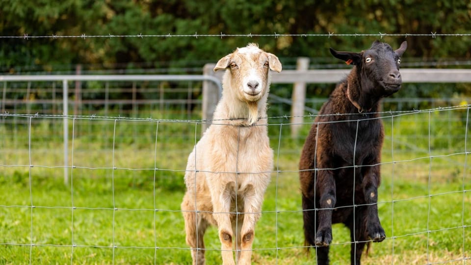 Beautiful farm setting, Surrounded by glorious countryside