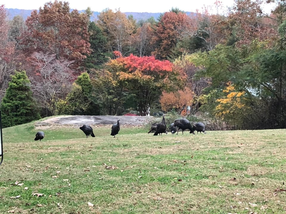 Turkeys in the fall