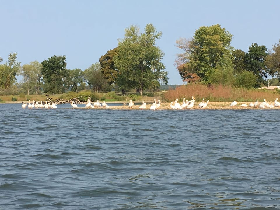 Pelicans stopping at Grand lake before flying South.