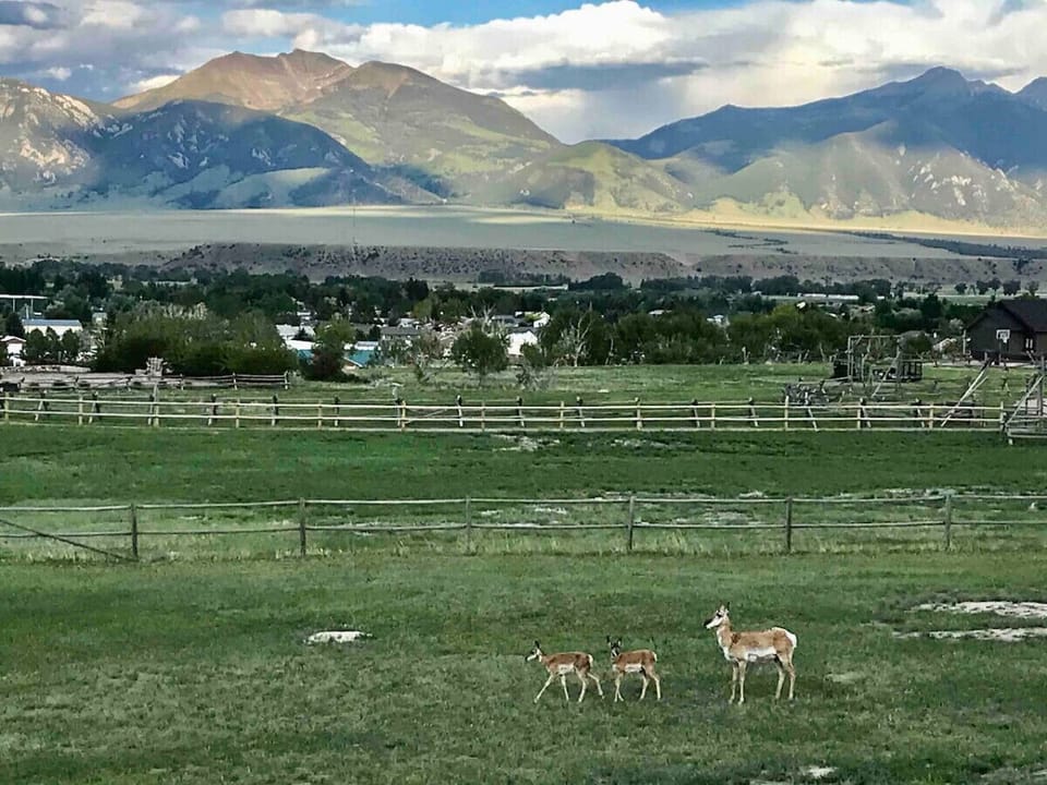 Antelope visitors