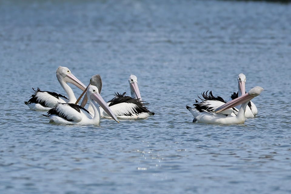 Plenty of Pelicans,  Bike Paths, Coastal Walks, Golf, Restaurants and Cafes