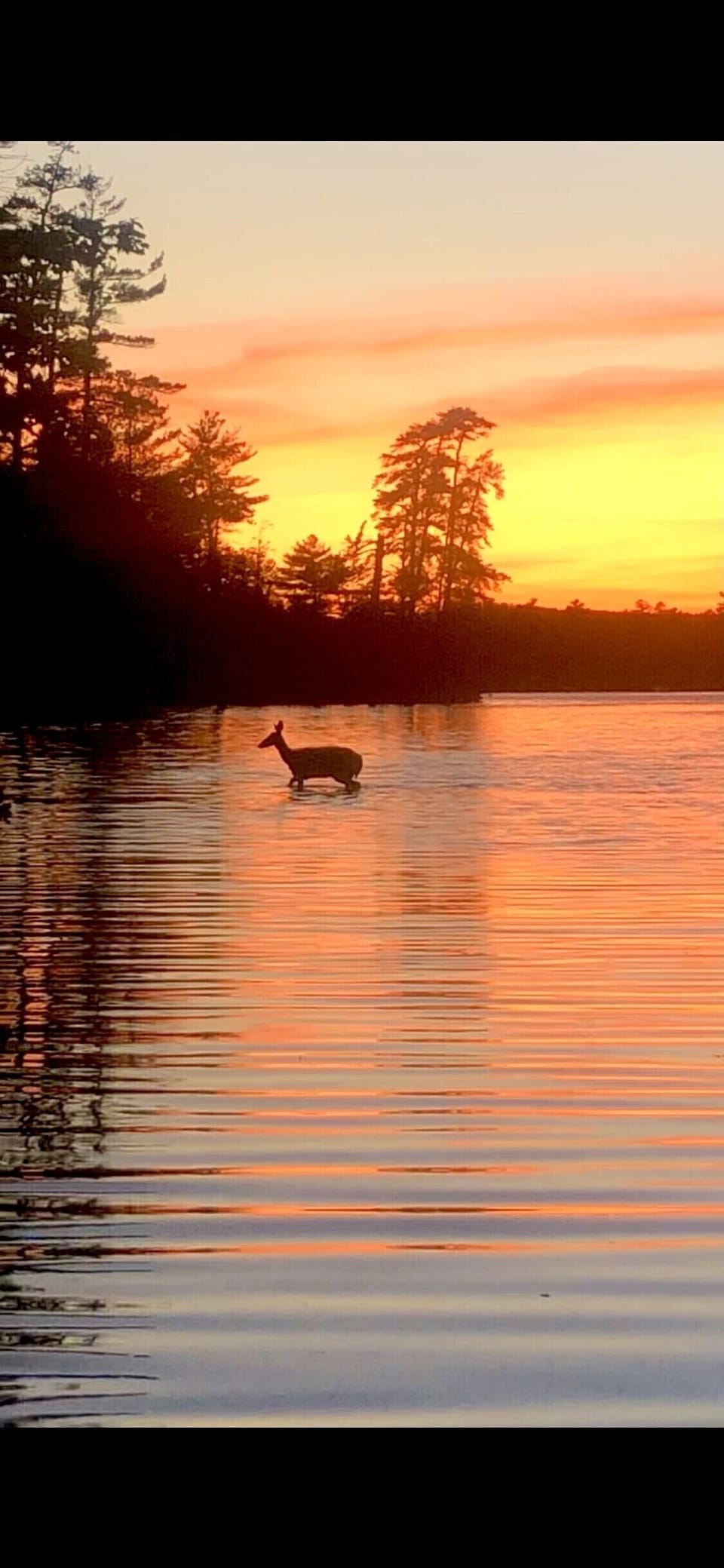 Deer crossing by the dock!