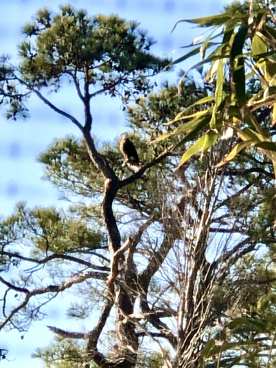 The Bald Eagle landed so I could snap his picture, so majestic to watch