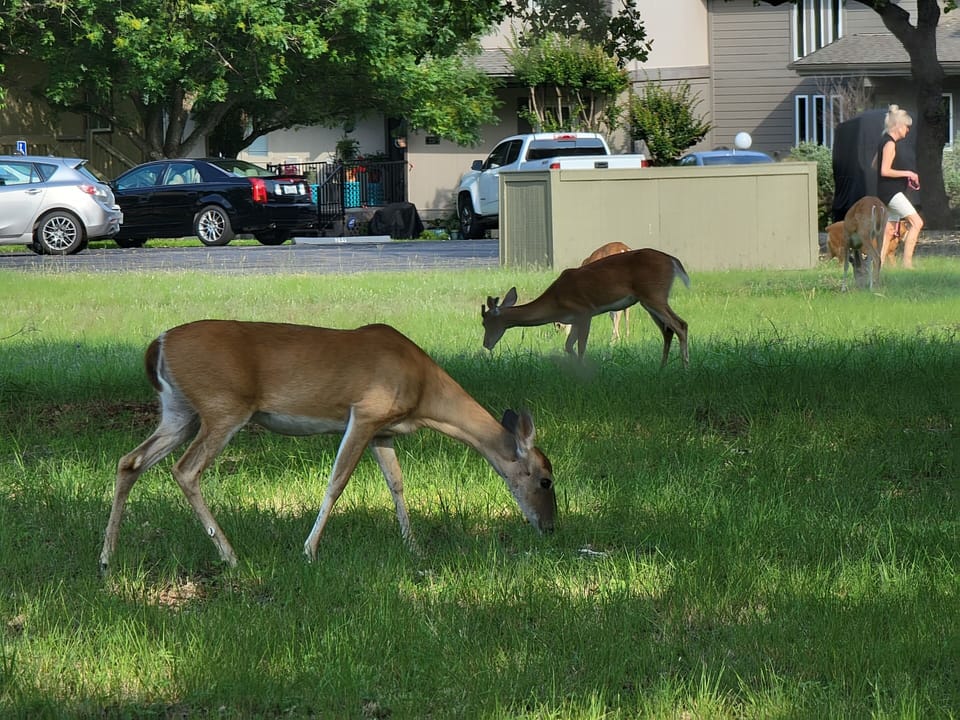 Deer graze throughout the neighborhood!