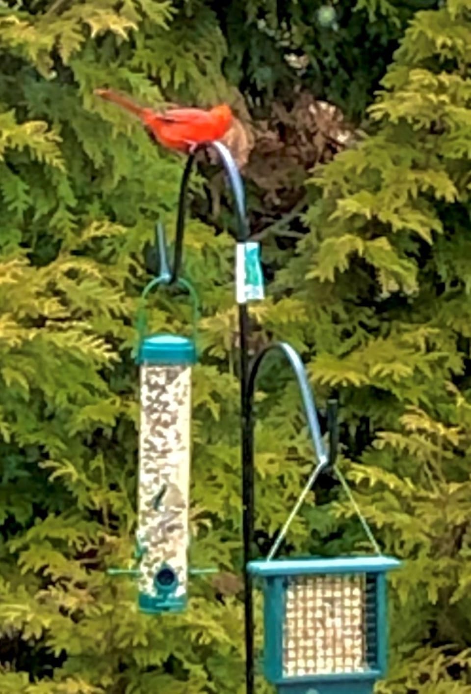 Many different species of birds visit our feeders. Grab a cup of joe and enjoy!
