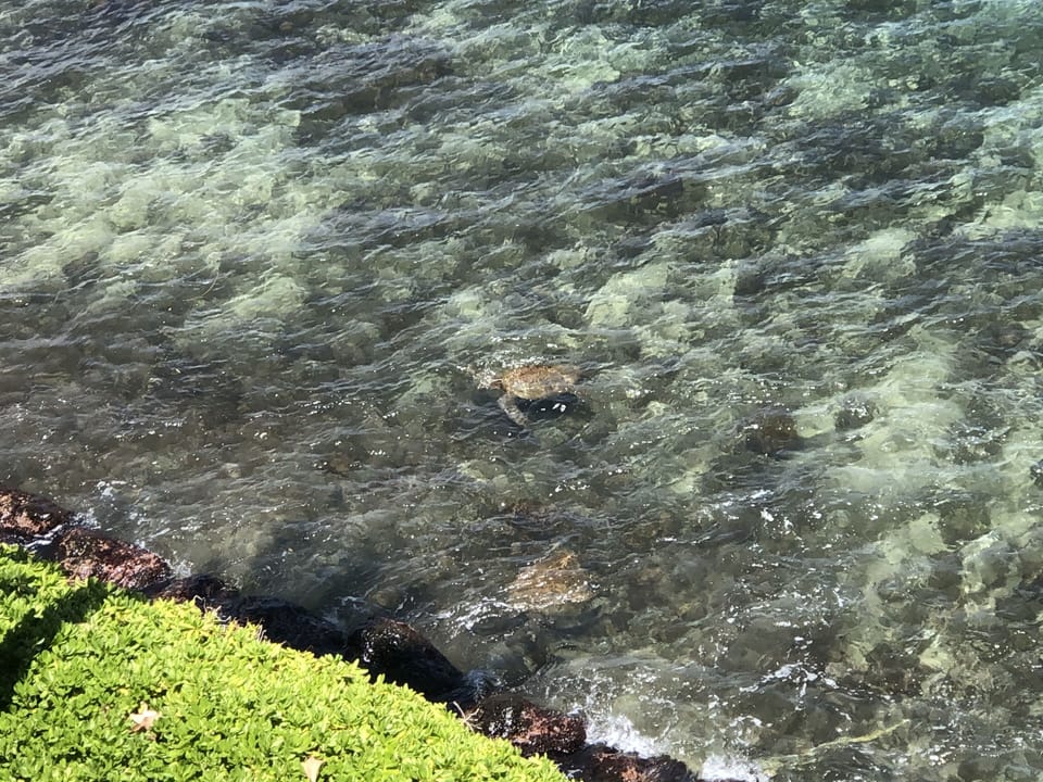 Island Sands 606 Turtle Views from the Lanai