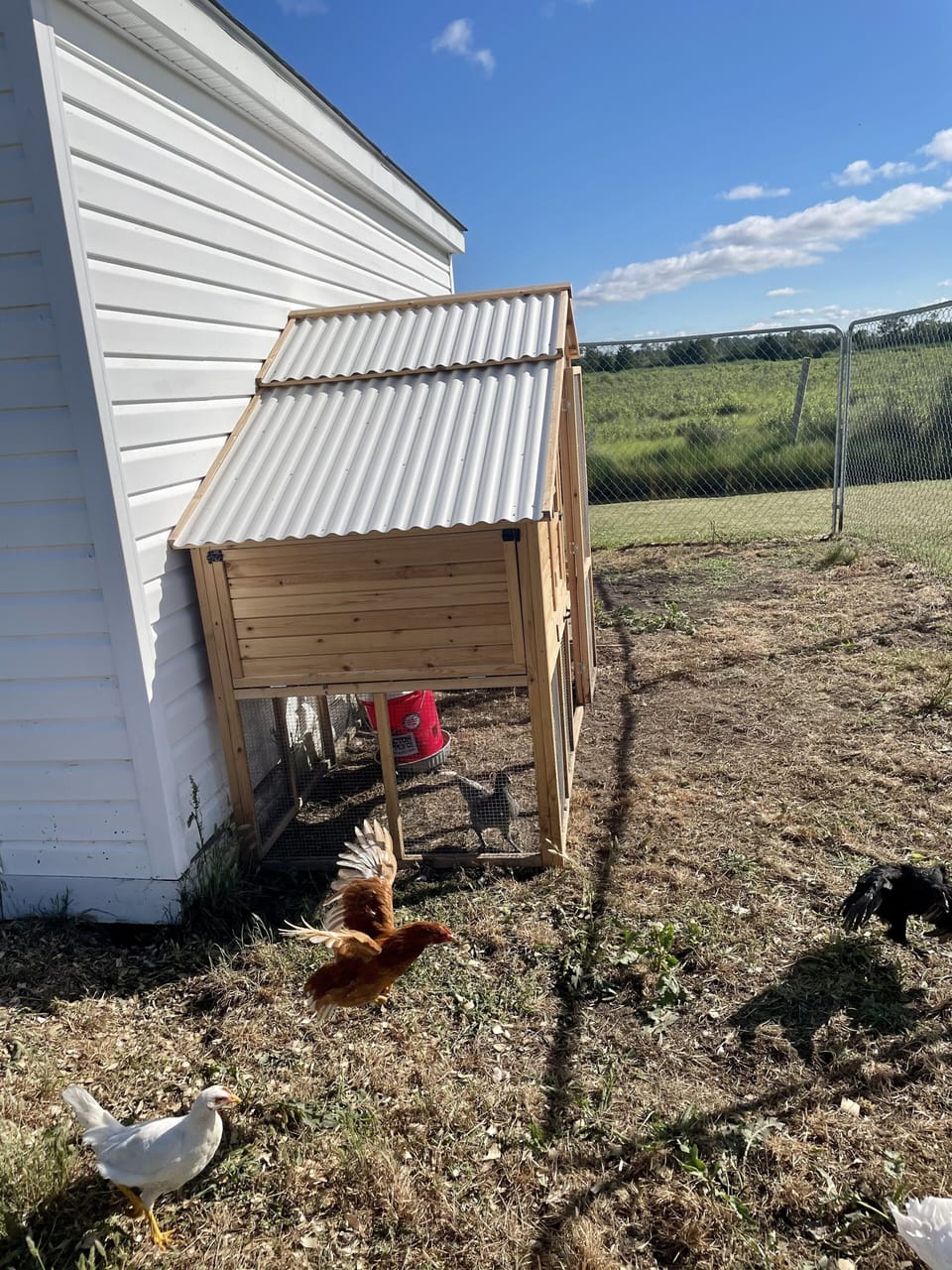 Our chickens and ducks are very friendly.