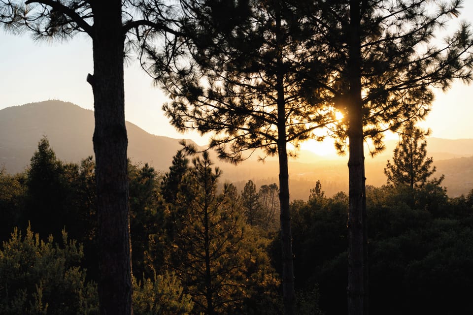 Golden sunset views through the pines in a peaceful mountain setting