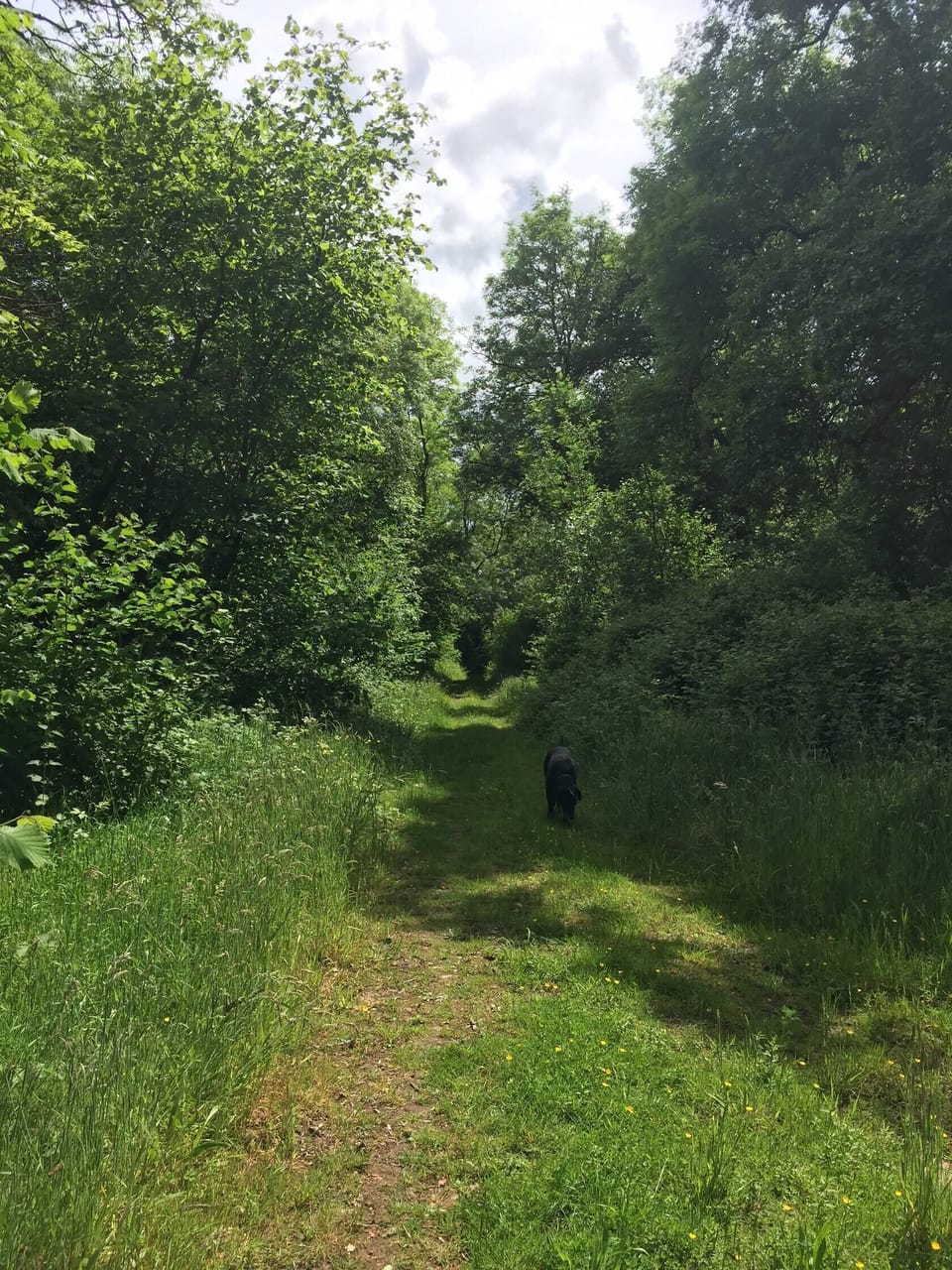 Bridle path to the common