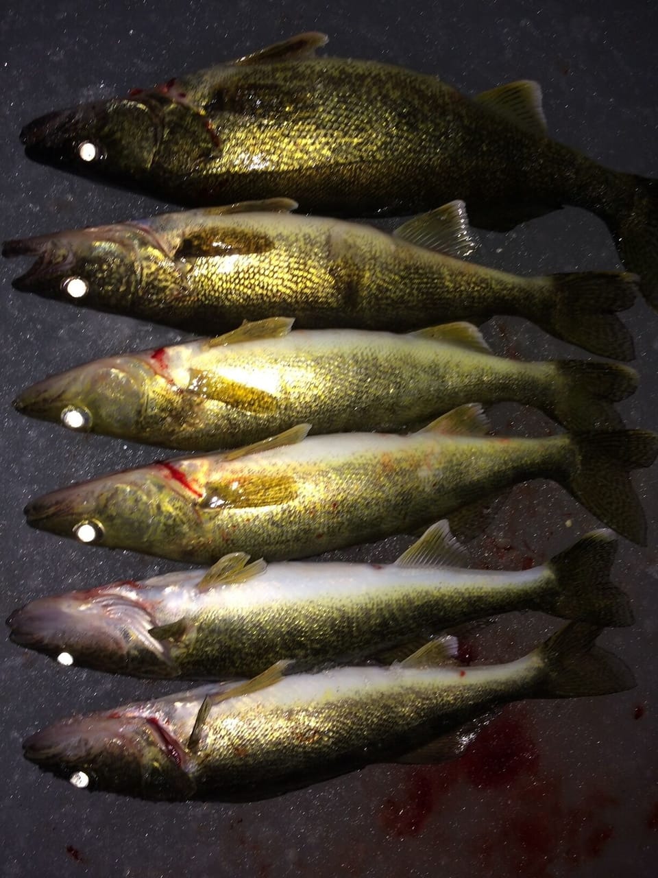 Walley Caught on Mullet Lake