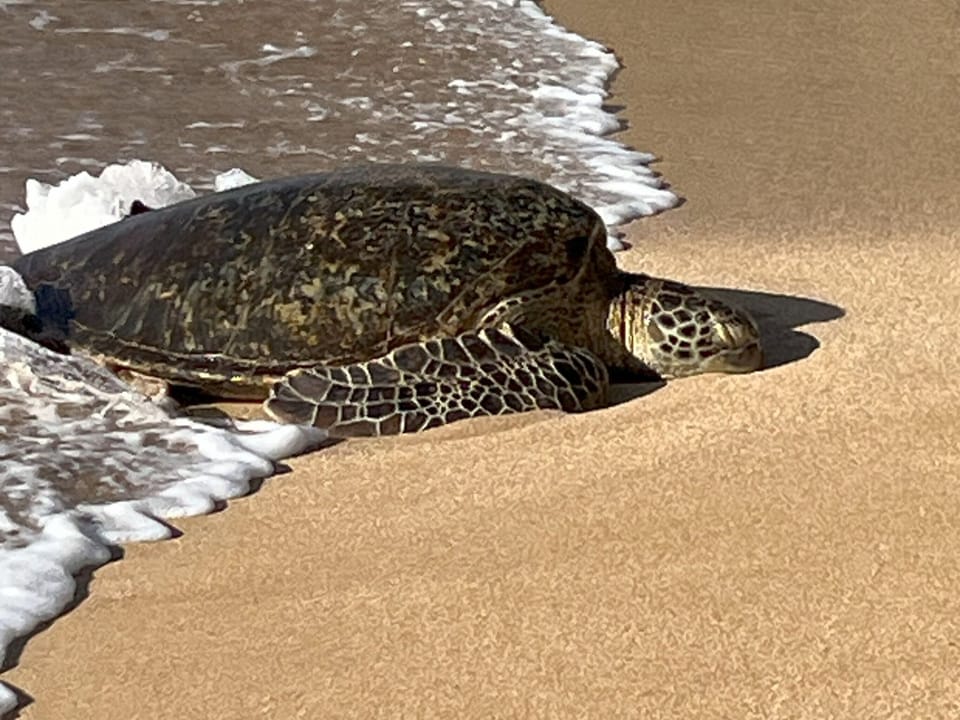 Turtle coming in for typical afternoon bask on your beach