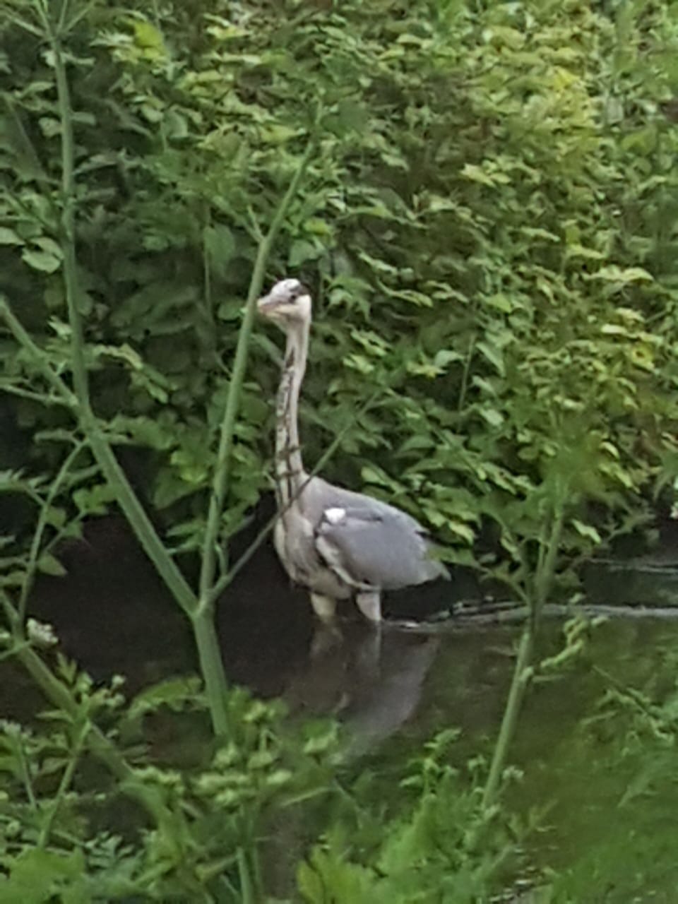 Local fisherman