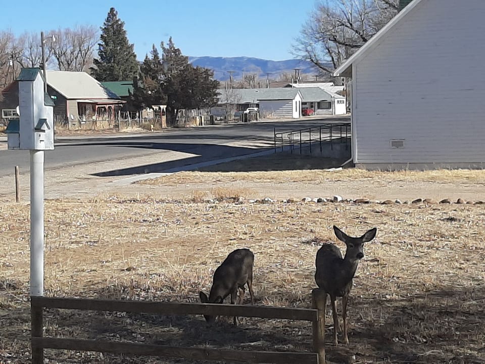 Wildlife and mountain view outside living room window.