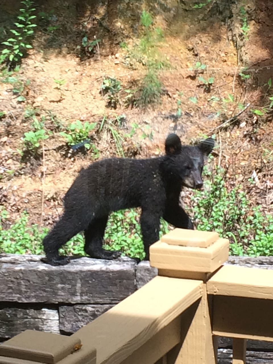 Cub strolling by the back deck 