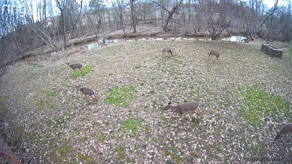 Deer are regular visitors to the field below the cabin