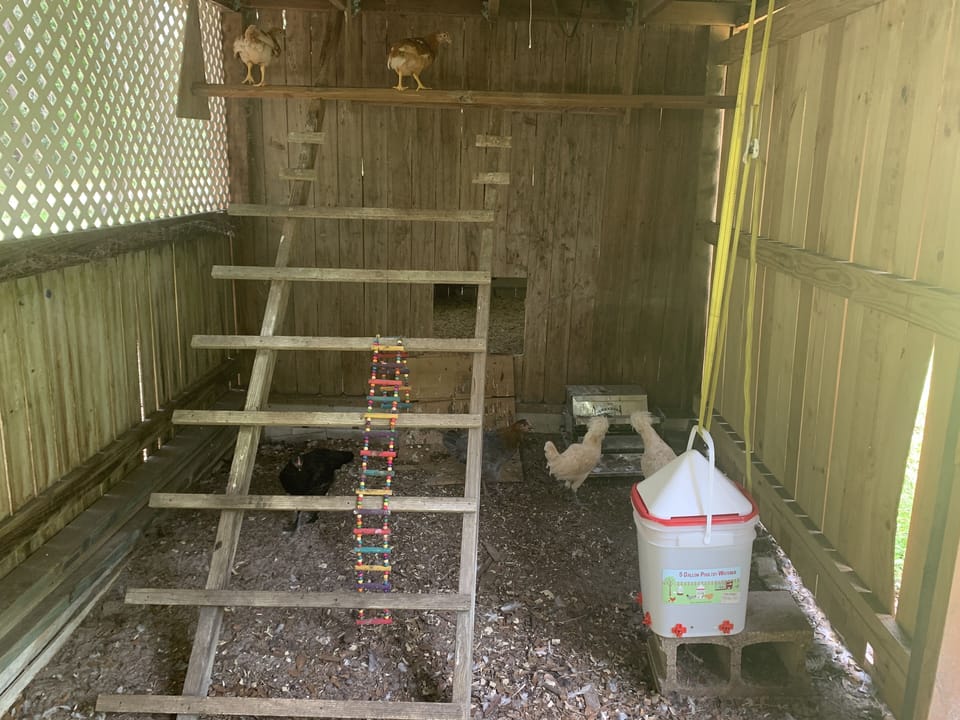 Chickens coop.  Please feed them with left over scraps from cooking :)