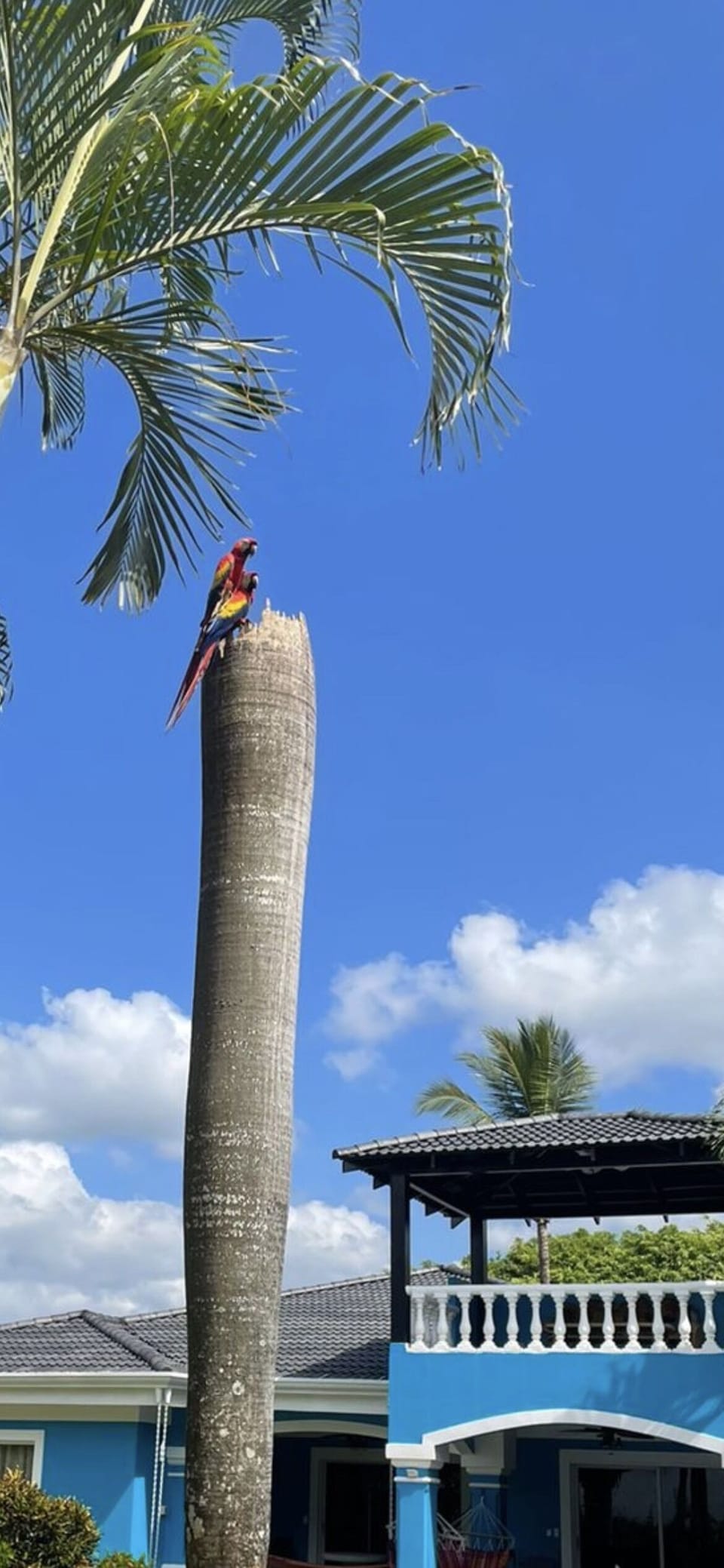 Macaw’s nest on front lawn 