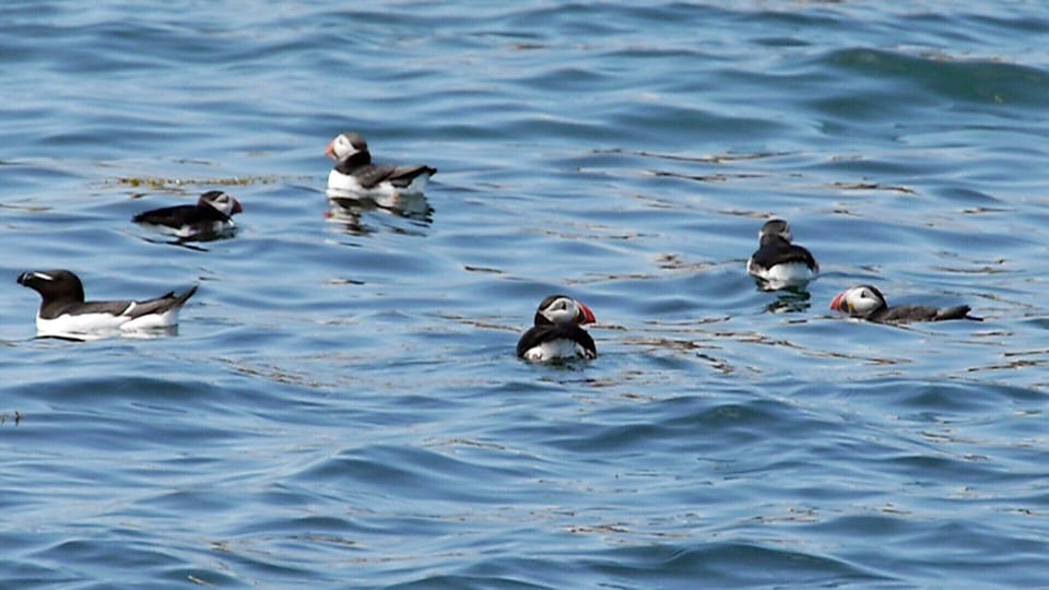 Out to see the puffins with nearby Robertson Sea Tours in real Down East  Maine