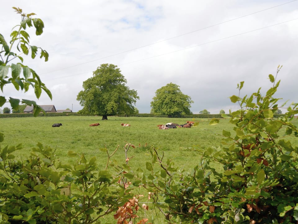 Picturesque rural views | The Stables - Old Montrose, Montrose