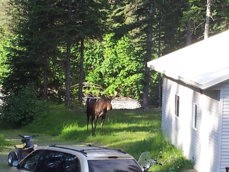 Moose in back yard