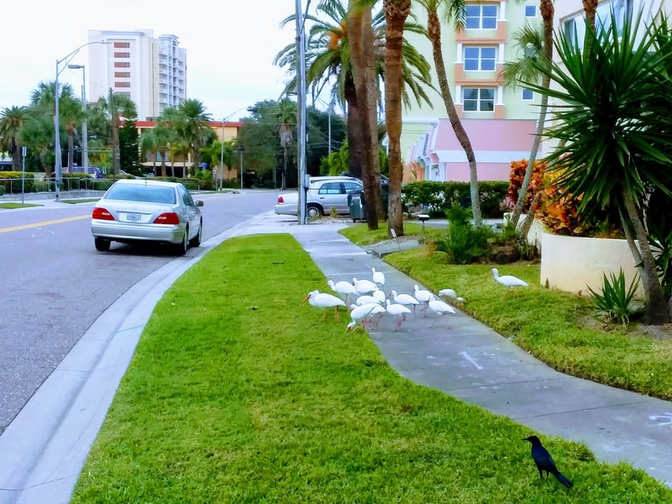 Several times a day the birds are on the property.