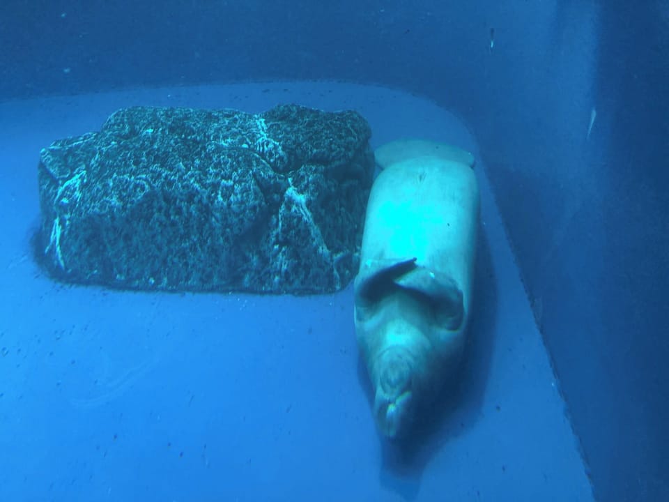 You can also see manatees taking a nap