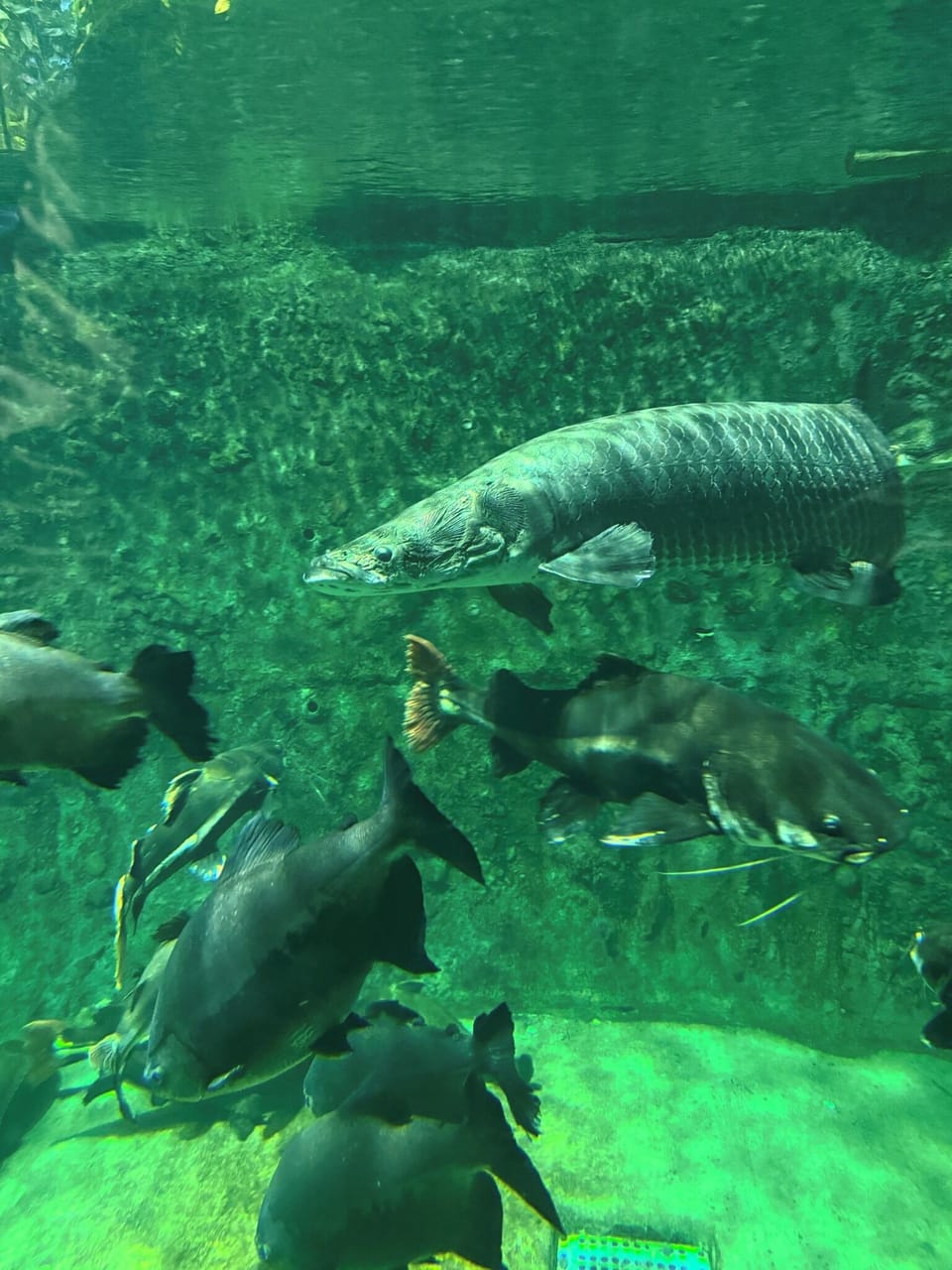 Amazon Sea, just a few minutes walk from Toba Aquarium