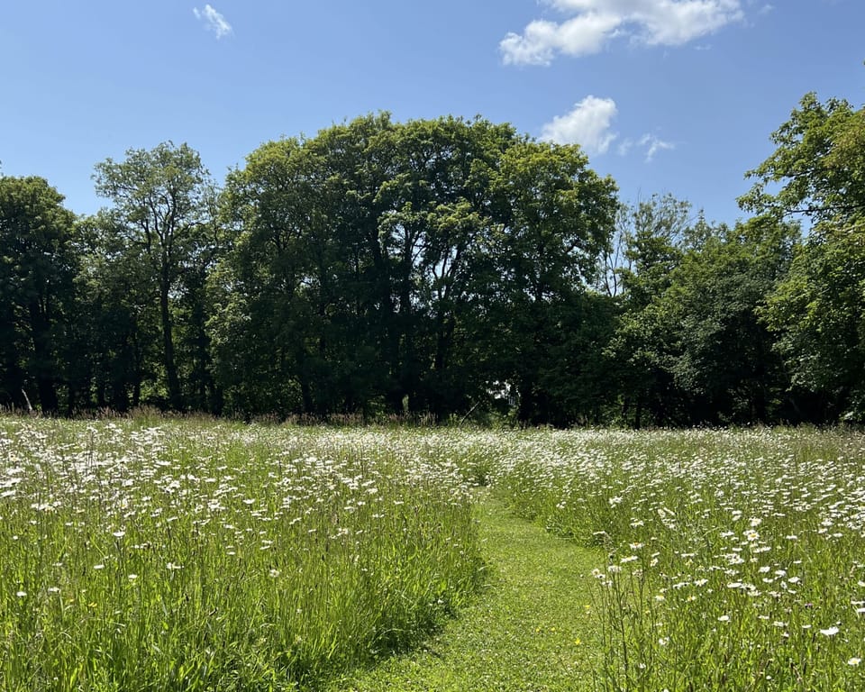 Beauvoir Court Stables, Cerne Abbas: Stroll around the adjoining meadow