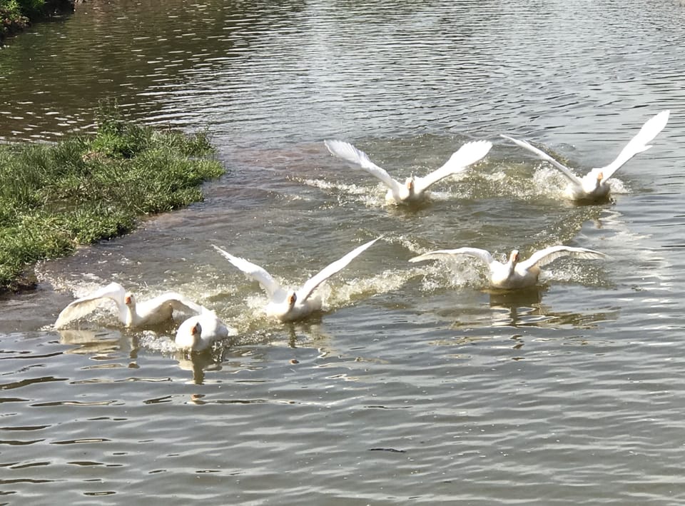 Watch elegant geese and abundant wildlife around the lake.