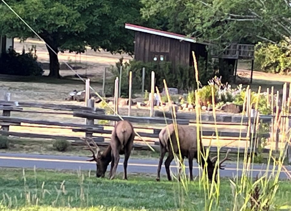 Ed and Eli love our sweet crunchy grass. 
