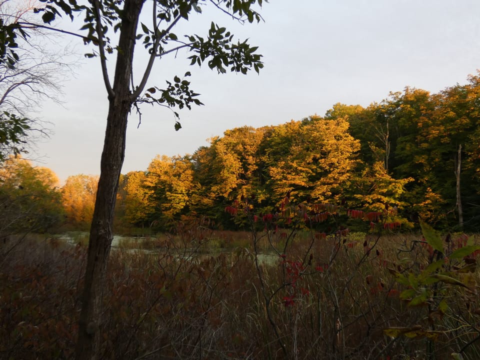 Sun is setting over Lyons Creek