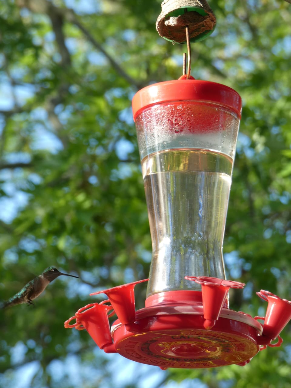 Ruby Throated Hummingbird
